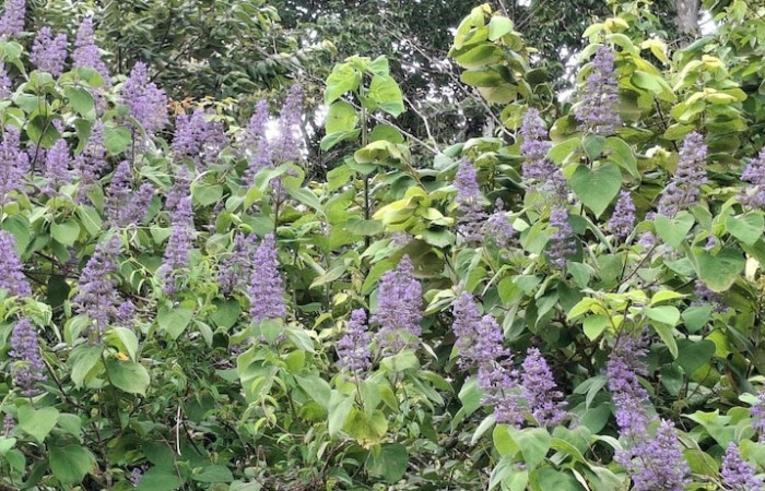 Fig.5 <i>Cornutia pyramidata</i>, (Lamiaceae), con flores, hojas y rama cuadrangular quebradiza, Sector El Hacha, Los Inocentes, 24 Agosto 2026, Elieth Cantillano.