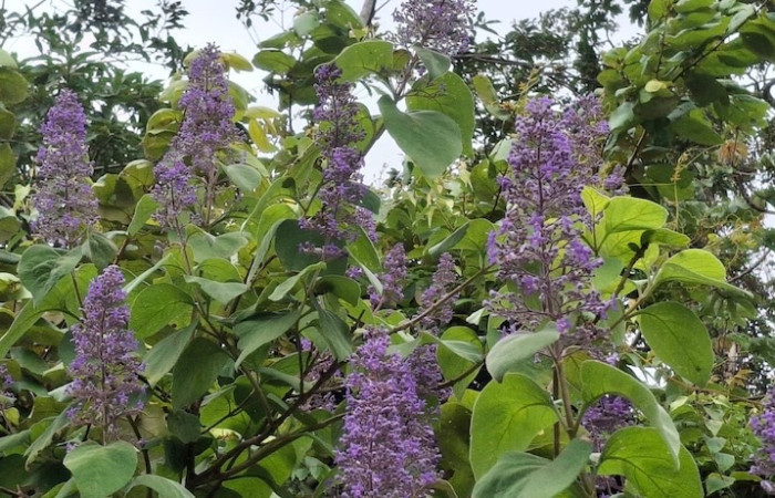 Fig.6 Inflorescencia <i>Cornutia pyramidata</i>, (Lamiaceae). Sector El Hacha, Los Inocentes, 24 Agosto 2026, Elieth Cantillano.