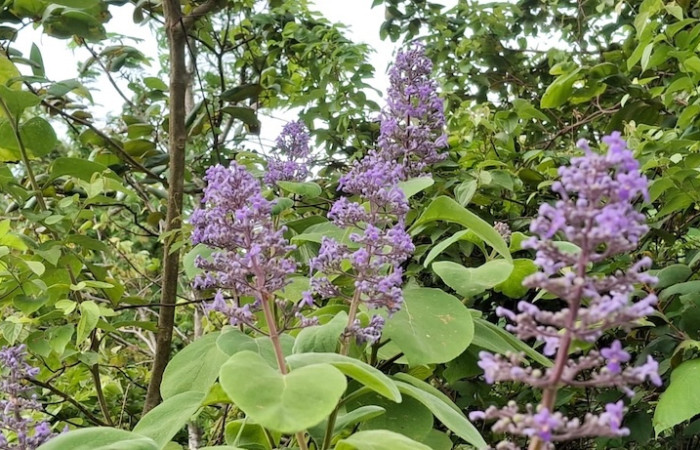 Fig.7 Inflorescencia <i>Cornutia pyramidata</i>, (Lamiaceae). Sector El Hacha, Los Inocentes, 24 Agosto 2026, Elieth Cantillano.