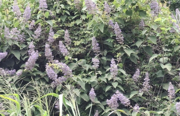 Fig.8 <i>Cornutia pyramidata</i>, (Lamiaceae), con flores, hojas y rama; rodeada de otras plantas. Sector El Hacha, Los Inocentes, 24 Agosto 2026, Elieth Cantillano.