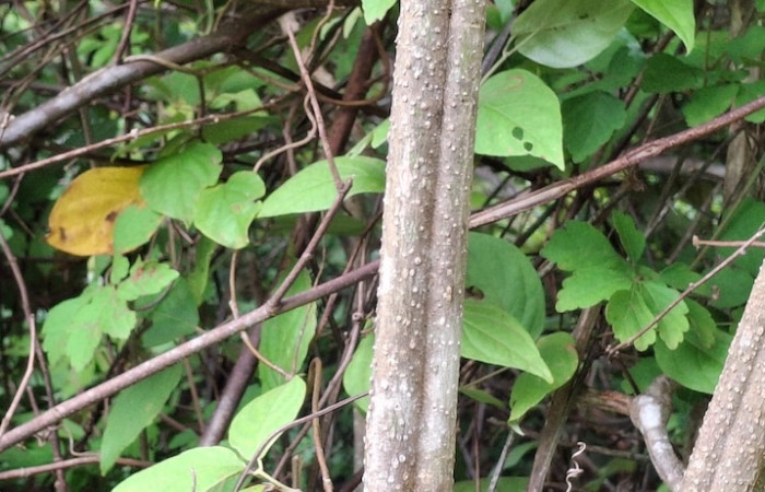 Fig.9 Corteza <i>Cornutia pyramidata</i>, Lamiaceae), Sector El Hacha, Los Inocentes, 19 Agosto 2026, Elieth Cantillano.