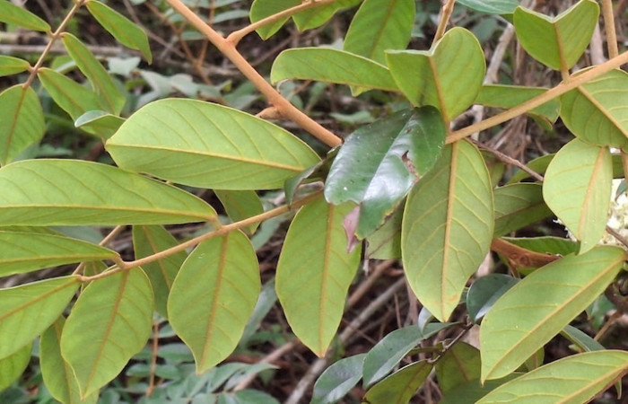 Fig.10 Planta ramas y racimos de flores, <i>Cnestidium rufescens</i>, (Connaraceae), Sector El Hacha Los Inocentes, Area de Conservación Guanacaste. Foto, Elieth Cantillano, 10 Setiembre 2026.