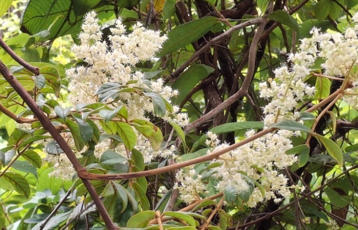 Fig.11 Planta con rama y flores, <i>Cnestidium rufescens</i>, (Connaraceae), Sector El Hacha, Area de Conservación Guanacaste. Foto, Elieth Cantillano, 10 Setiembre 2026.