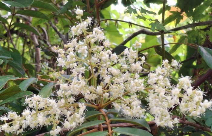 Fig.1 Planta con flores blanca, <i>Cnestidium rufescens</i>, (Connaraceae), Sector El Hacha, Los Inocentes, 10 Setiembre 2026, Elieth Cantillano. 
