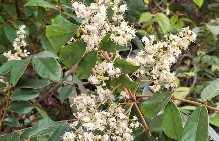 Fig.2 Planta con flores <i>Cnestidium rufescens</i>, (Connaraceae), Sector El Hacha, Los Inocentes, Area de Conservación Guanacaste. Foto, Elieth Cantillano, 10 Setiembre 2026.