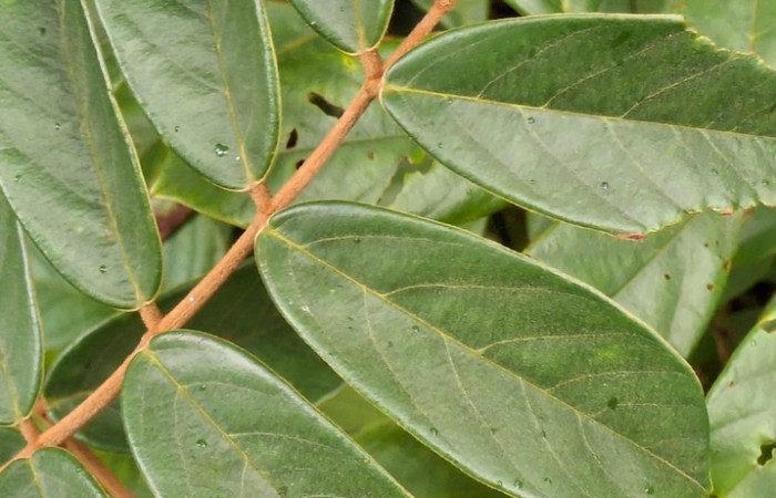 Fig.3 Hojas de <i>Cnestidium rufescens</i>, (Connaraceae), Sector El Hacha, Los Inocentes, Area de Conservación Guanacaste. Foto, Elieth Cantillano, 10 Setiembre 2026.
