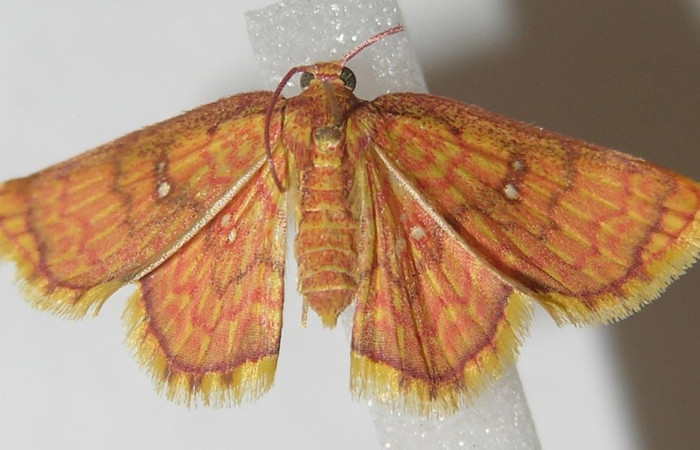 Fig.4 Adulto <i>Tricentra</i> BioLep71, (Geometridae), mostrando su parte dorsal. Voucher: 11-SRNP-30399-DHJ541918.