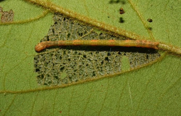 Fig.5 Larva <i>Tricentra</i> BioLep71, (Geometridae), último estadío, <i>Hypomicrogaster</i> Janzen31, en planta <i>Cnestidium rufescens</i>, (Connaraceae). Voucher: 11-SRNP-70597-DHJ483764.jpg.