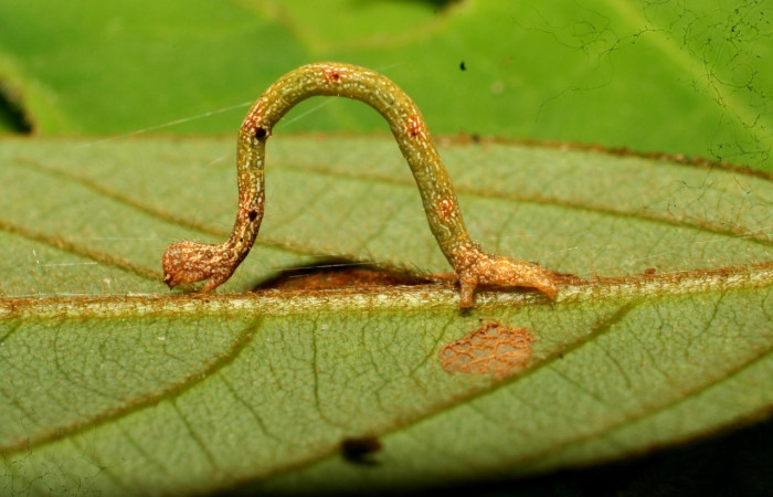 Fig.6 Larva <i>Tricentra</i> BioLep71, (Geometridae), último estadío, en planta <i>Cnestidium rufescens</i> (Connaraceae). Voucher: 11-SRNP-30396-DHJ481569.jpg.