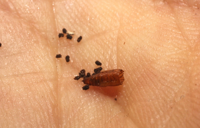 Fig.7 Pupa  de parásito <i>Podogaster</i> Wahl02, (Ichneumonidae). En larva <i>Tricentra</i> BioLep71, (Geometridae), último estadío, Voucher: 11-SRNP-70596-DHJ802276.jpg.