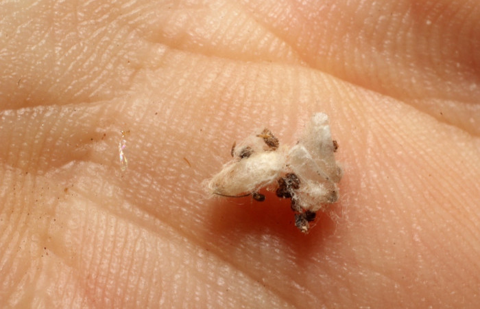 Fig.8 Pupa parásito <i>Hypomicrogaster</i> Janzen31, <i>Microgastrinae</i>, (Braconidae).En larva <i>Tricentra</i> BioLep71, (Geometridae), último estadío, Voucher: 11-SRNP-70597-DHJ804096.jpg.
