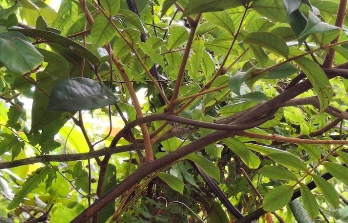 Fig.9 Planta con tallo denso y pubescente, <i>Cnestidium rufescens</i>, (Connaraceae), Sector El Hacha, Los Inocentes, Area de Conservación Guanacaste. Foto, Elieth Cantillano, 10 Setiembre 2026.
