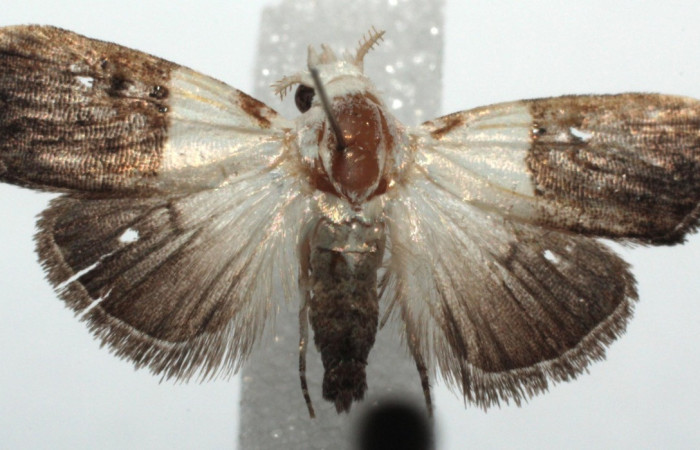 Figura 1. Adulto de <i>Callinola</i> BioLep37 (Nolidae), vista dorsal, localidad Santa Rosa. Biolep (ACG). Voucher: 14-SRNP-103764-DHJ680781.jpg.