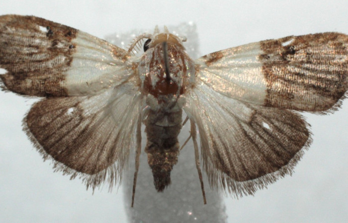 Figura 14. Adulto de <i>Callinola</i> BioLep37 (Nolidae), macho vista dorsal, localidad Sector Santa Rosa. Biolep (ACG). Voucher: 14-SRNP-104087-DHJ681104.jpg.