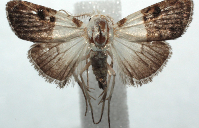 Figura 16. Adulto de <i>Callinola</i> BioLep37 (Nolidae), hembra vista dorsal, localidad Sector Santa Rosa. Biolep (ACG). Voucher: 14-SRNP-104531-DHJ681548.jpg.