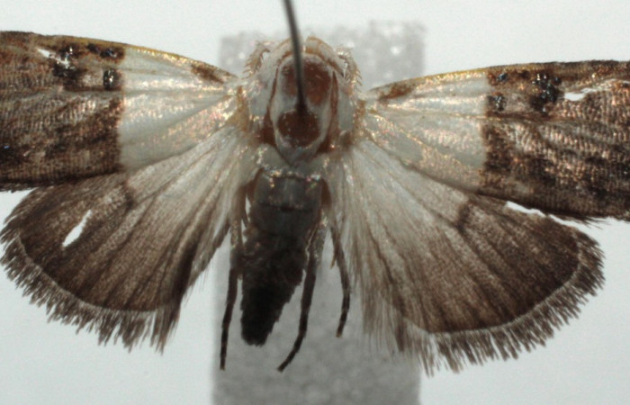 Figura 15. Adulto de <i>Callinola</i> BioLep37 (Nolidae), hembra vista dorsal, localidad Sector Santa Rosa. Biolep (ACG). Voucher: 14-SRNP-104698-DHJ681715.jpg.