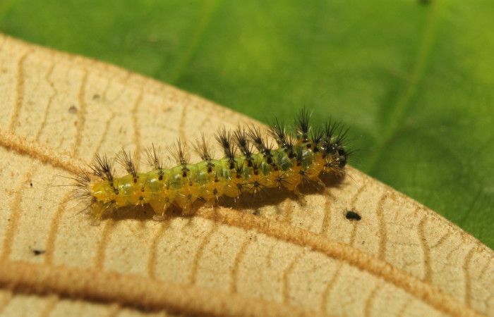 Figura 2. Larva <i>Callinola</i> BioLep37 (Nolidae), último estadío (U) vista lateral, localidad Quebradona Estación Biológica Quica Sector Pitilla (ACG) (475m). Voucher: 18-SRNP-71400-DHJ742761.jpg.
