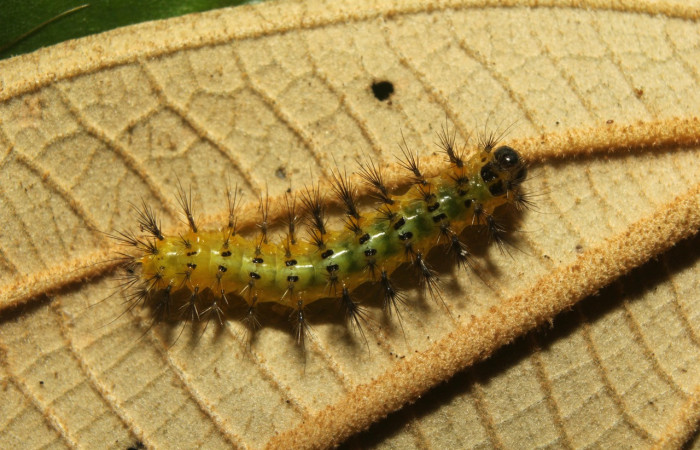 Figura 3. Larva <i>Callinola</i> BioLep37 (Nolidae), último estadío (U) vista doral, localidad Quebradona Estación Biológica Quica Sector Pitilla (ACG) (475m). Voucher: 18-SRNP-71400-DHJ742762.jpg.