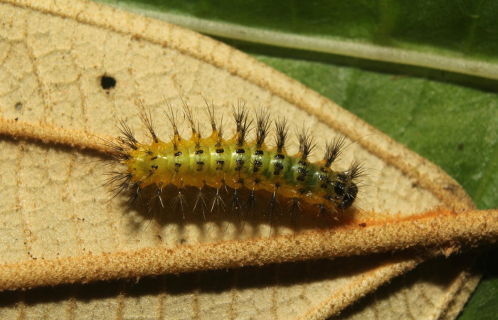 Figura 4. Larva <i>Callinola</i> BioLep37 (Nolidae), último estadío (U) vista doral, localidad Quebradona Estación Biológica Quica Sector Pitilla (ACG) (475m). Voucher: 18-SRNP-71400-DHJ742763.jpg.