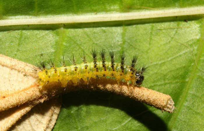 Figura 5. Larva <i>Callinola</i> BioLep37 (Nolidae), último estadío (U) vista lateral, localidad Quebradona Estación Biológica Quica Sector Pitilla (ACG) (475m). Voucher: 18-SRNP-71400-DHJ742764jpg.