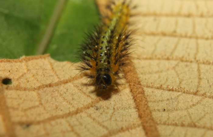Figura 6. Larva <i>Callinola</i> BioLep37 (Nolidae), último estadío (U) vista cabeza de frente, localidad Quebradona Estación Biológica Quica Sector Pitilla (ACG) (475m). Voucher: 18-SRNP-71400-DHJ742766.jpg.
