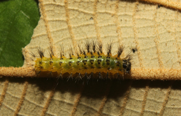Figura 7. Larva <i>Callinola</i> BioLep37 (Nolidae), último estadío (U) vista dorsal, localidad Quebradona Estación Biológica Quica Sector Pitilla (ACG) (475m). Voucher: 18-SRNP-71400-DHJ742767.jpg.