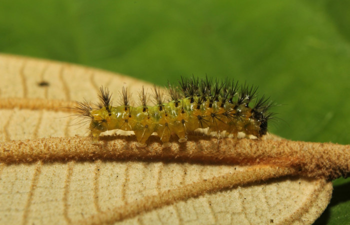 Figura 8. Larva <i>Callinola</i> BioLep37 (Nolidae), último estadío (U) vista lateral, localidad Quebradona Estación Biológica Quica Sector Pitilla (ACG) (475m). Voucher: 18-SRNP-71400-DHJ742768.jpg.