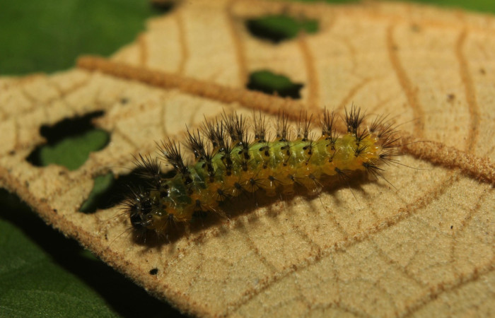 Figura 9. Larva <i>Callinola</i> BioLep37 (Nolidae), último estadío (U) vista lateral, localidad Quebradona Estación Biológica Quica Sector Pitilla (ACG) (475m). Voucher: 18-SRNP-71400-DHJ742770.jpg.