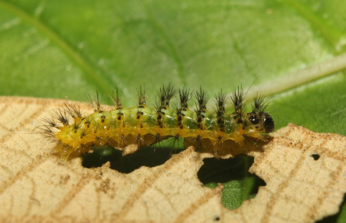 Figura 10. Larva <i>Callinola</i> BioLep37 (Nolidae), último estadío (U) vista lateral, localidad Quebradona Estación Biológica Quica Sector Pitilla (ACG) (475m). Voucher: 18-SRNP-71400-DHJ742771.jpg.