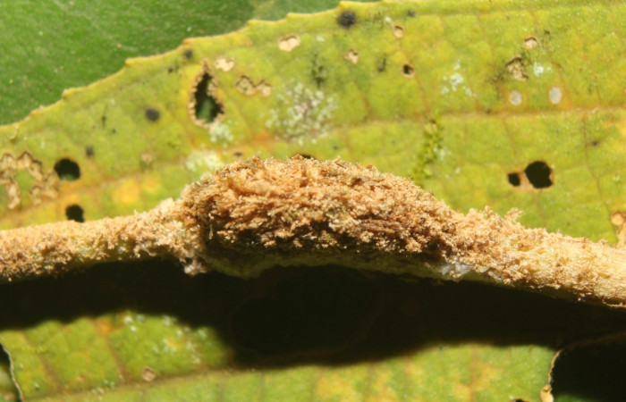 Figura 11. Capullo de <i>Callinola</i> BioLep37 (Nolidae) vista dorsal, localidad Quebradona Estación Biológica Quica Sector Pitilla (ACG) (475m). Voucher: 18-SRNP-71400-DHJ742773.jpg.