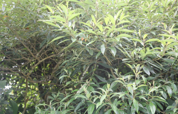 Figura 17. Planta hospedera de <i>Callinola</i> BioLep37 (Nolidae), esta planta se llama <i>Miconia xalapensis</i> (Melastomataceae), localidad Estación biológica Quica Sector Pitilla ACG (470m) foto: Ricardo Calero 14 Octubre 2026.