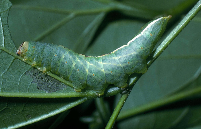 Fig. 1. Larva de <i>Rifargia mortis</i> (Notodontidae), comiendo <i>Celtis trinervia</i>. (Cannabaceae). Voucher: 04-SRNP-10999-DHJ83363.jpg