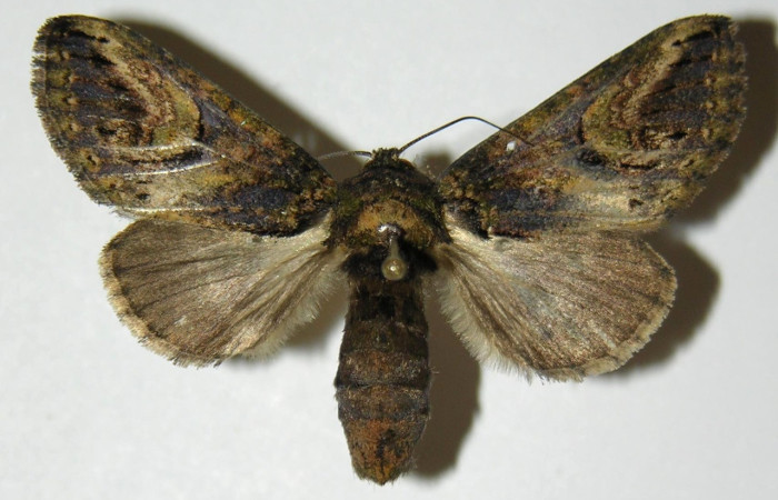 3Fig. 16 Hembra de <i>Rifargia</i> geldubaDHJ01 (Notodontidae), vista dorsal, alas anteriores y posteriores grisaceas .Voucher:04-SRNP-4238-DHJ303194.jpeg