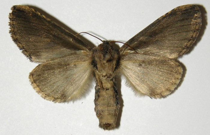 3Fig. 17 Hembra de <i>Rifargia</i> geldubaDHJ01 (Notodontidae), vista ventral, alas anteriores y posteriores grises. Voucher:04-SRNP-4238-DHJ303195.jpeg