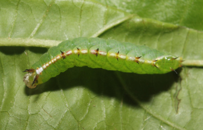 Fig. 5. Larva de <i>Rifargia</i> geldubaDHJ01 (Notodontidae), comiendo <i>Celtis iguanaea</i> (Cannabaceae), oruga en tercer estadío larval. Voucher:-13-SRNP-68596-DHJ718100.jpg