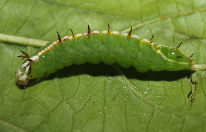 Fig. 3. Larva de <i>Rifargia</i> geldubaDHJ01 (Notodontidae), comiendo <i>Trema micrantha</i> (Cannabaceae), presenta cuernos en forna de espinas en sus dorso. Voucher: 13-SRNP-68596-DHJ718105.jpg