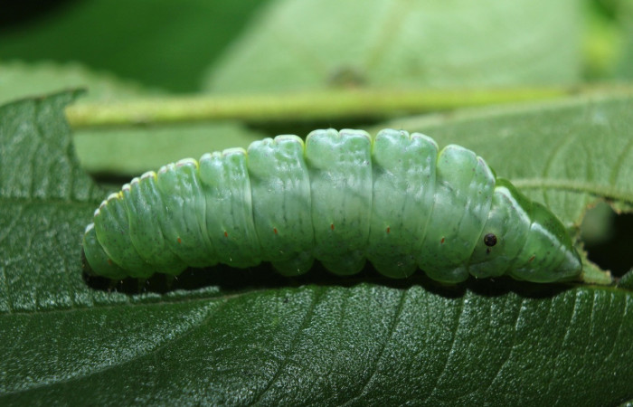 Fig. 2. Larva de <i>Rifargia</i> geldubaDHJ02 (Notodontidae), comiendo <i>Trema micrantha</i> (Cannabaceae), oruga con los mismos patrones de oruga Rifargia geldubaDHJ01. Voucher: 14-SRNP-71709-DHJ726050.jpg