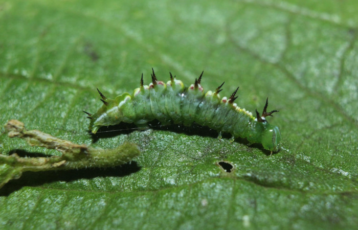 Fig. 4. Larva de <i>Rifargia</i> geldubaDHJ01 (Notodontidae), comiendo <i>Trema micrantha</i> (Cannabaceae), oruga en tercer estadío larval con espinas en sus dorso el cual desaparecern en su madurez larval. Voucher: 14-SRNP-71710-DHJ726055.jpg