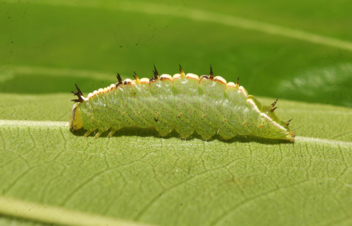 Fig. 6. Larva de <i>Rifargia</i> geldubaDHJ01 (Notodontidae), comiendo <i>Luehea seemannii</i> (Malvaceae), en sus laterales se aprecia los espiráculos por el cual respiran. Voucher: 22-SRNP-70659-DHJ781028.jpg