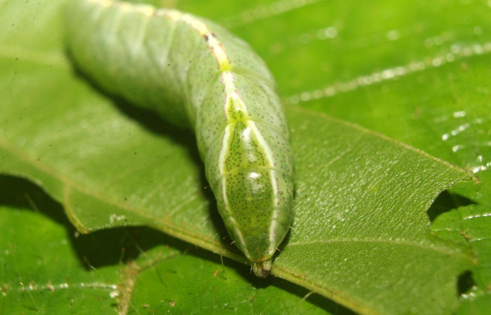 Fig. 10 .Larva de <i>Rifargia</i> geldubaDHJ01 (Notodontidae), vista posterior con ausencia de espinas. Voucher: 22-SRNP-70659-DHJ781030.jpg
