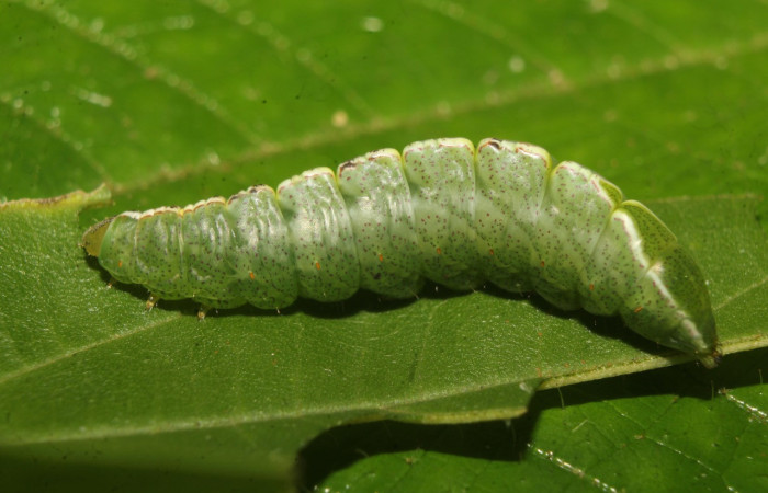 Fig. 7. Larva de <i>Rifargia</i> geldubaDHJ01 (Notodontidae), comiendo <i>Luehea seemannii</i> (Malvaceae), oruga en último estadío larval, cuernos sobre su dorso ausentes. Voucher: 22-SRNP-70659-DHJ781036.jpg