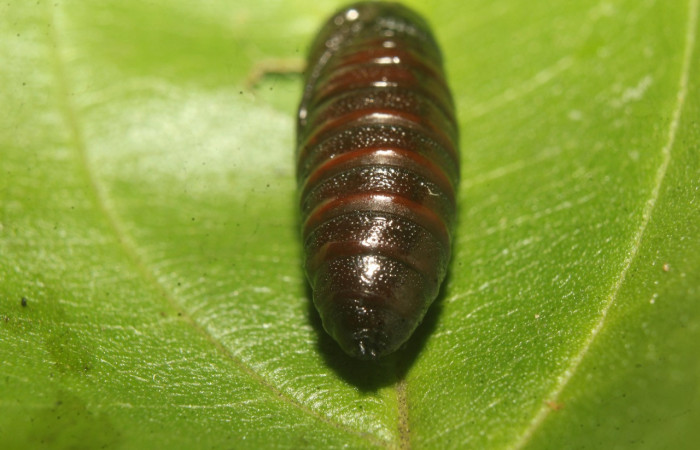 Fig. 13. Pupa de <i>Rifargia</i> geldubaDHJ01 (Notodontidae). Voucher: 22-SRNP-70659-DHJ781039.jpeg