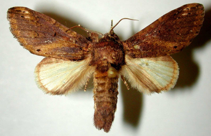 3Fig. 14 Macho de <i>Rifargia</i> geldubaDHJ01 (Notodontidae), vista dorsal, alas anteriores color café y posteriores con coloración beige. Voucher:91-SRNP-1912-DHJ32746.jpeg