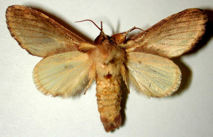 Fig. 15 Macho de <i>Rifargia</i> geldubaDHJ01 (Notodontidae), vista ventral, alas anteriores y posteriores beige. Voucher: 91-SRNP-1912-DHJ32747.jpeg