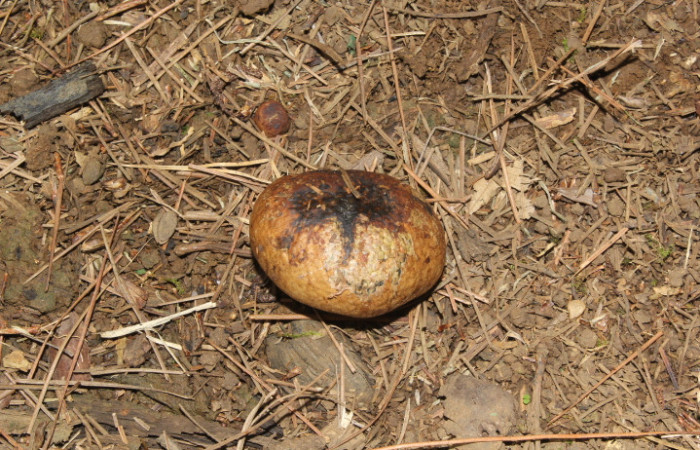 Figura. 3. Hongo <i>Pisolithus arhizus</i> (Esclerodermataceae), Estación Biológica Quica, Sector Pitilla  (ACG). Foto: Dinia Martínez, Junio 2026.