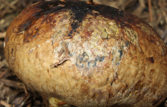 Figura. 2. Hongo <i>Pisolithus arhizus</i> (Esclerodermataceae), Estación Biológica Quica, Sector Pitilla  (ACG). Foto: Dinia Martínez, Junio 2026.