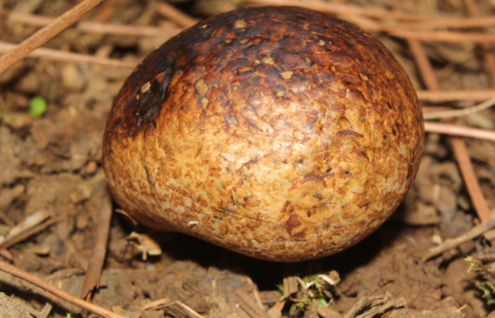 Figura. 1. Hongo <i>Pisolithus arhizus</i> (Esclerodermataceae), Estación Biológica Quica, Sector Pitilla  (ACG). Foto: Dinia Martínez, Junio 2026.