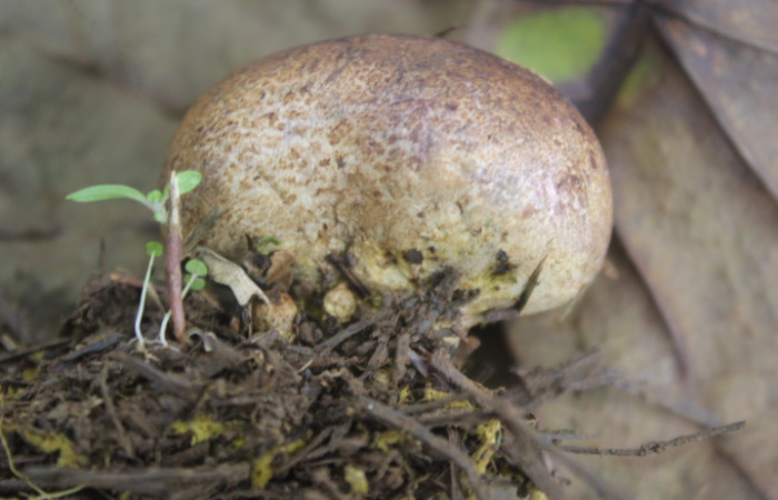 Figura. 6. Hongo <i>Pisolithus arhizus</i> (Esclerodermataceae), Estación Biológica Quica, Sector Pitilla  (ACG). Foto: Dinia Martínez, Junio 2026.