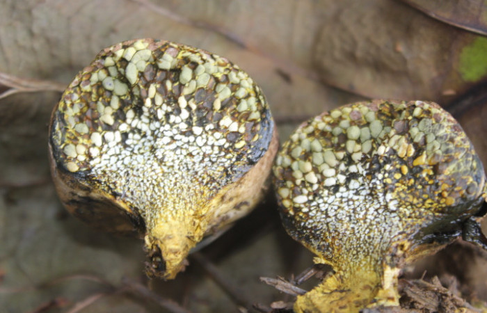 Figura. 4. Hongo <i>Pisolithus arhizus</i> (Esclerodermataceae), Estación Biológica Quica, Sector Pitilla  (ACG). Foto: Dinia Martínez, Junio 2026.