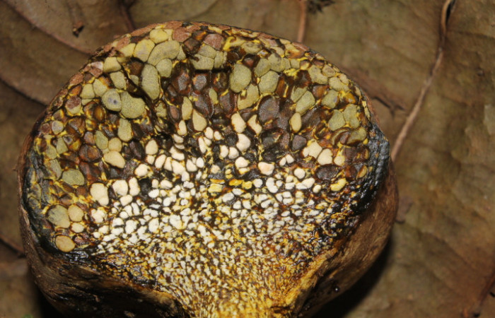 Figura. 5. Hongo <i>Pisolithus arhizus</i> (Esclerodermataceae), Estación Biológica Quica, Sector Pitilla  (ACG). Foto: Dinia Martínez, Junio 2026.